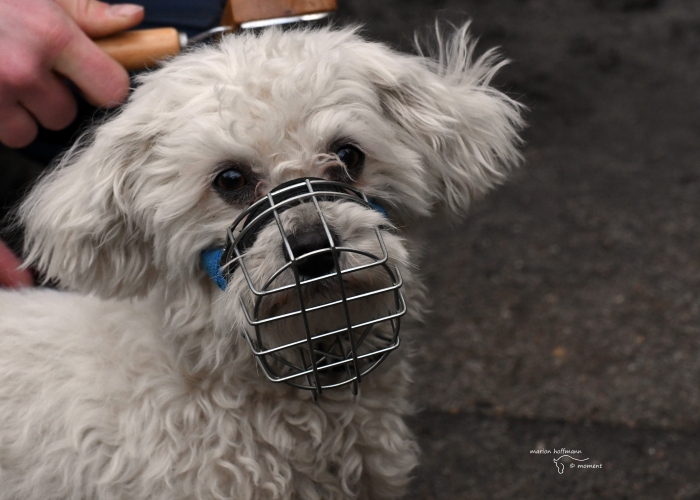 Hund, Malteser-Mischling, Justin Wueterich, Tierheim Burgdorf