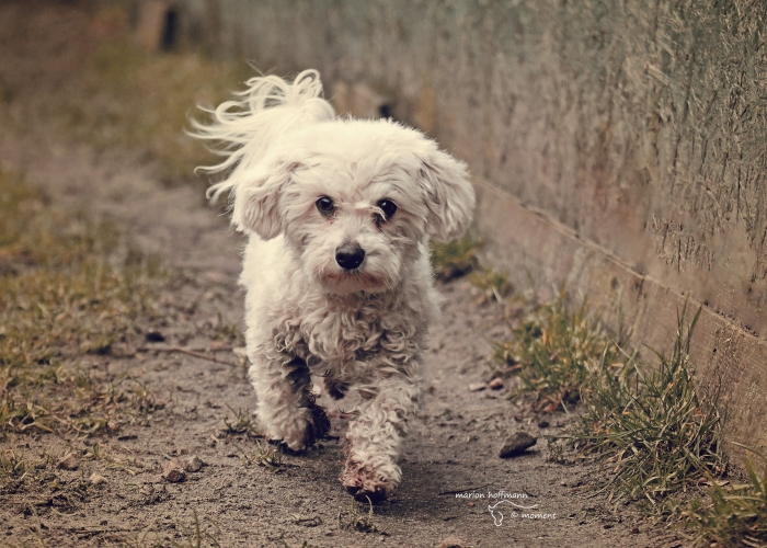 Malteser-Mischling-Hund, Justin Wueterich, Tierheim Burgdorf