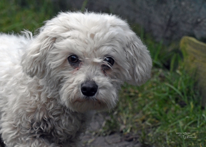 Malteser-Mischling-Hund, Justin Wueterich, Tierheim Burgdorf