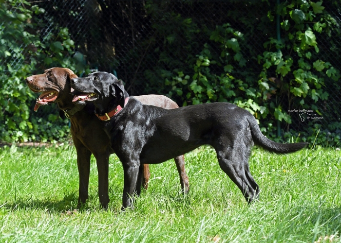 Labrador-Hund, Nala, Tierheim Burgdorf