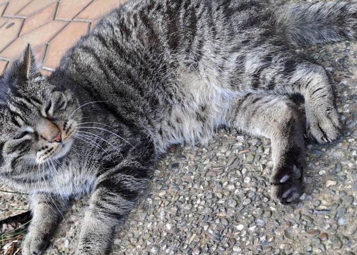 EKH-Katze, Rudi, Tierheim Burgdorf