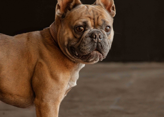 Französische Bulldogge-Hund, Akela, Tierheim Burgdorf