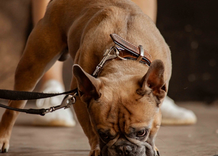 Französische Bulldogge-Hund, Akela, Tierheim Burgdorf