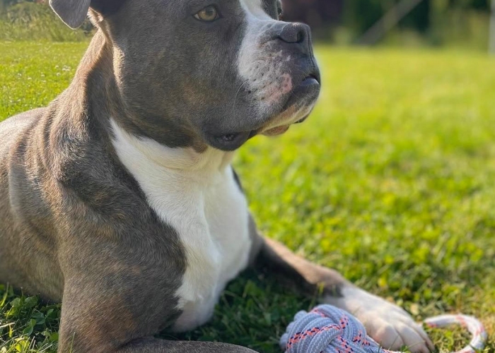 Hund, OEB /American Bulldog Mix, Ace, Tierheim Burgdorf