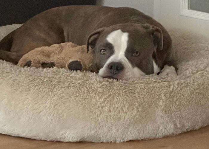 OEB /American Bulldog Mix-Hund, Ace, Tierheim Burgdorf