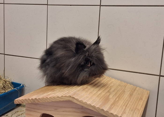 Kleintier, Angora-Mix, Leomon, Tierheim Burgdorf