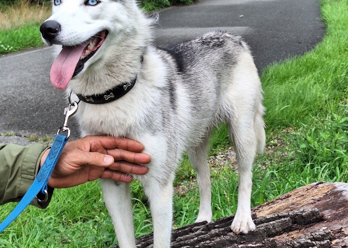 Husky-Hund, Bessi, Tierheim Burgdorf