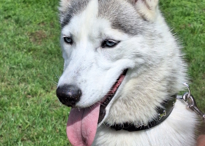 Husky-Hund, Bessi, Tierheim Burgdorf