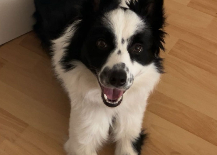 Hund, Border Collie, Thor, Tierheim Burgdorf