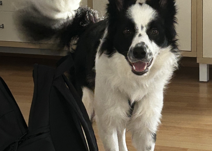 Border Collie-Hund, Thor, Tierheim Burgdorf