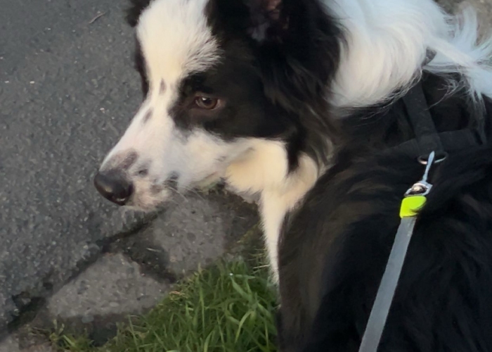 Border Collie-Hund, Thor, Tierheim Burgdorf