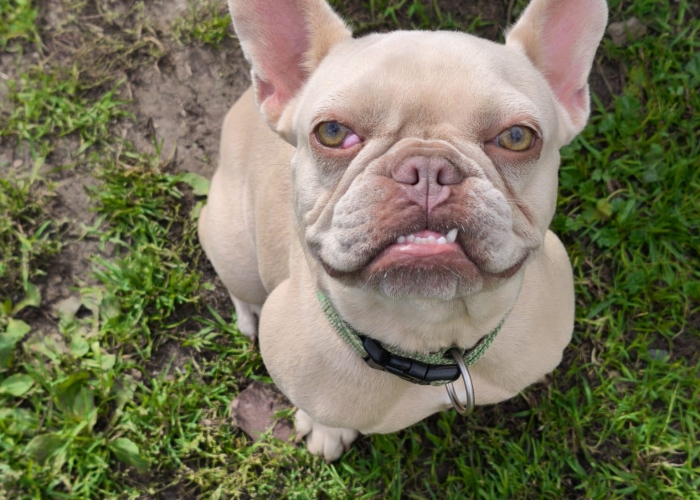 Franz. Bulldogge-Hund, Susi und Quinn, Tierheim Burgdorf