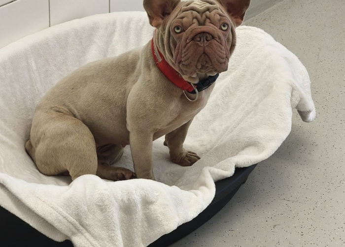Franz. Bulldogge-Hund, Susi und Quinn, Tierheim Burgdorf