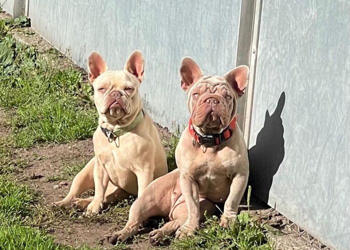 Franz. Bulldogge-Hund, Susi und Quinn, Tierheim Burgdorf