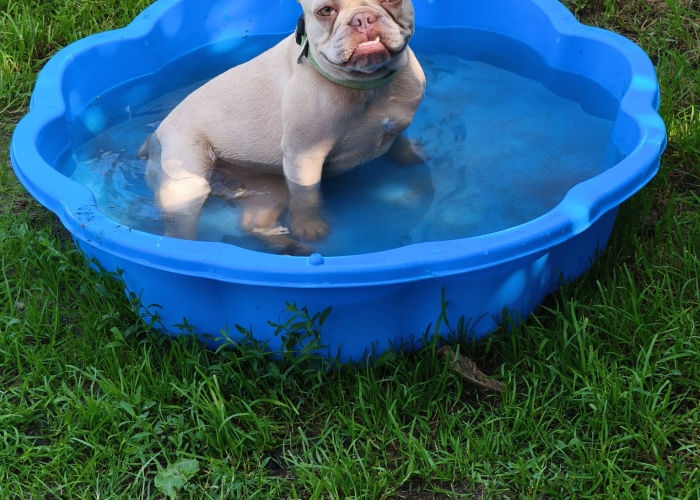 Franz. Bulldogge-Hund, Susi und Quinn, Tierheim Burgdorf