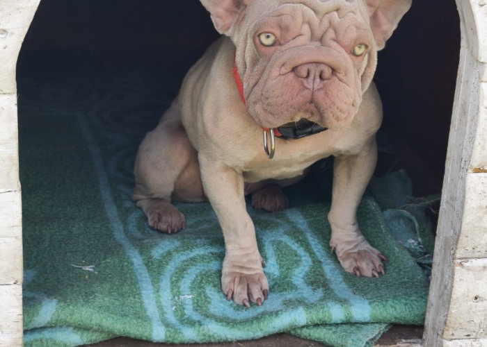 Franz. Bulldogge-Hund, Susi und Quinn, Tierheim Burgdorf
