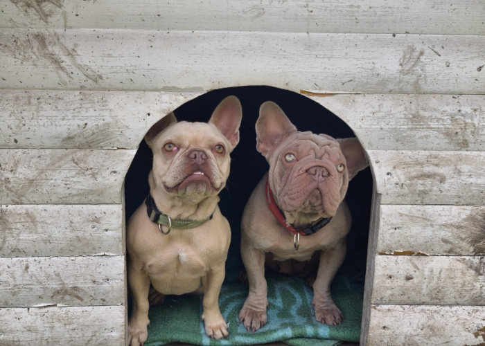 Hund, Franz. Bulldogge, Susi und Quinn, Tierheim Burgdorf