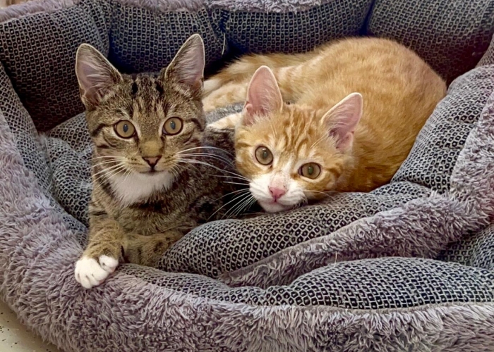 Katze, Europäisch Kurzhaar, Beethoven und Shorty, Tierheim Burgdorf