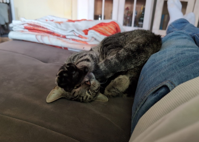 Bengal Mix-Katze, Schoko oder Elke, Tierheim Burgdorf