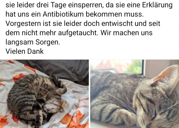 Bengal Mix-Katze, Schoko oder Elke, Tierheim Burgdorf