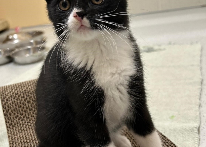 Katze, EKH, Melitta, Tierheim Burgdorf