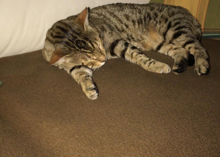 -Katze, Mitzi, Tierheim Burgdorf