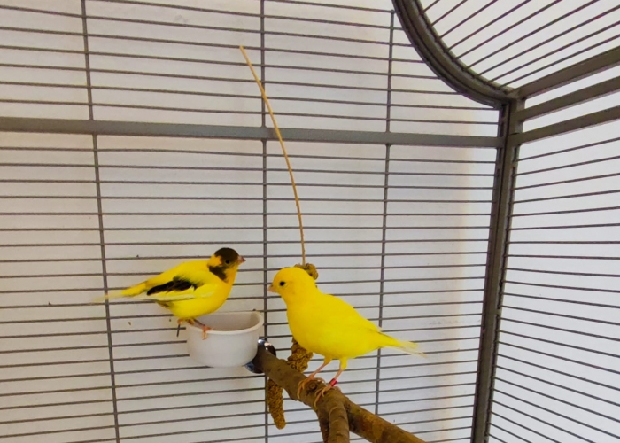 Vogel, Kanarienvogel, Hanni und Pitri, Tierheim Burgdorf