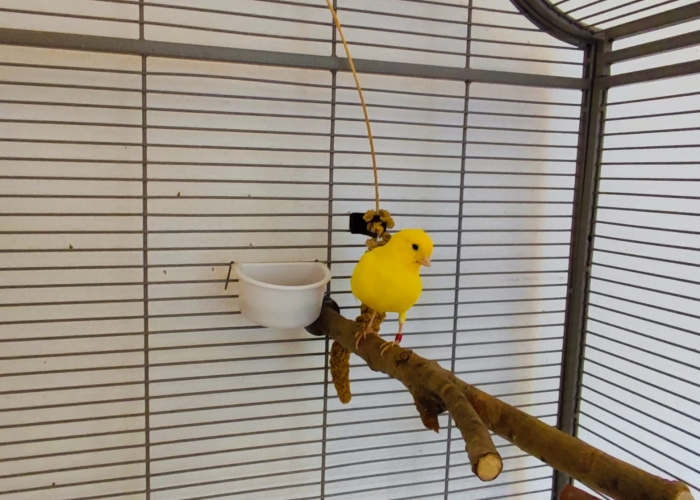 Kanarienvogel-Vogel, Hanni und Pitri, Tierheim Burgdorf