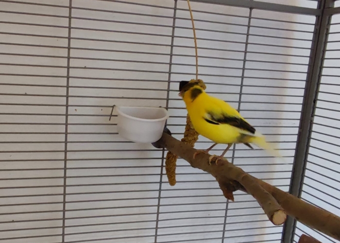 Kanarienvogel-Vogel, Hanni und Pitri, Tierheim Burgdorf