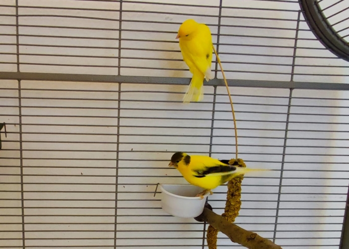 Kanarienvogel-Vogel, Hanni und Pitri, Tierheim Burgdorf