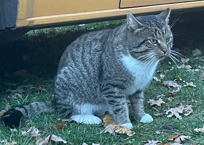 EKH-Katze, , Tierheim Burgdorf