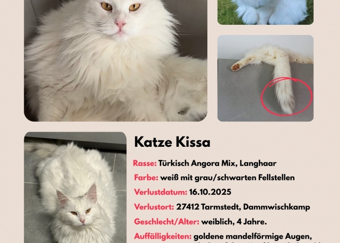 Katze, Türkisch Angora Mix, Kissa oder Missa, Tierheim Burgdorf