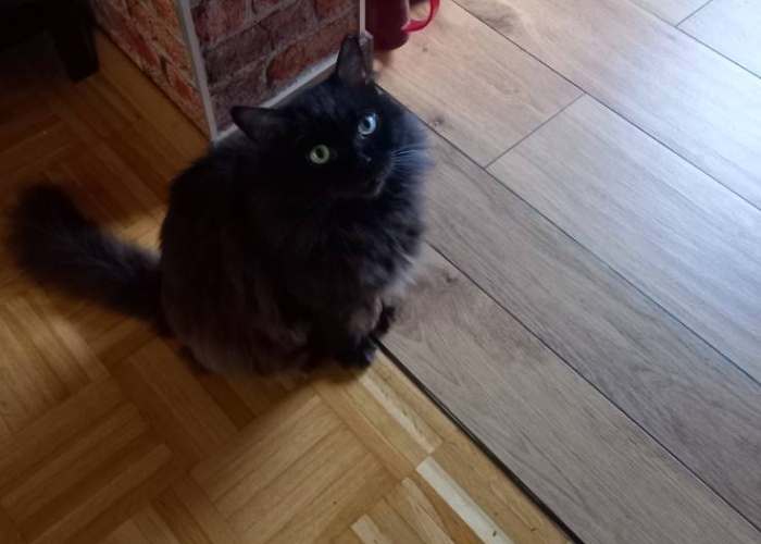 Katze, BKH, Ufo, Tierheim Burgdorf