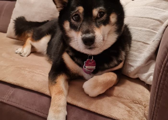 Hund, Shiba Inu, Nila, Tierheim Burgdorf