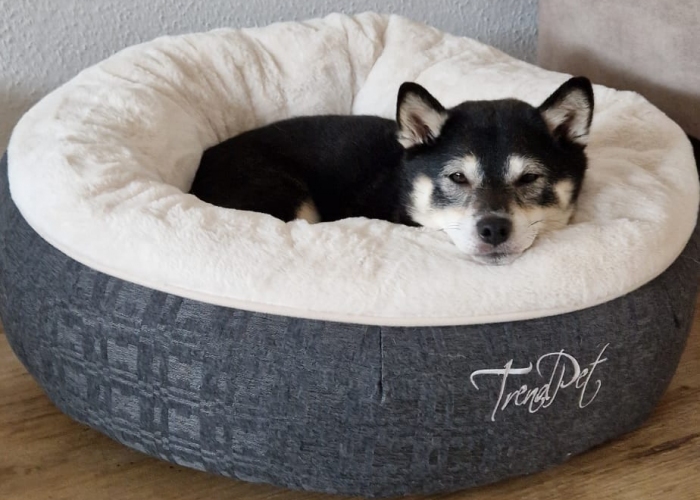 Shiba Inu-Hund, Nila, Tierheim Burgdorf