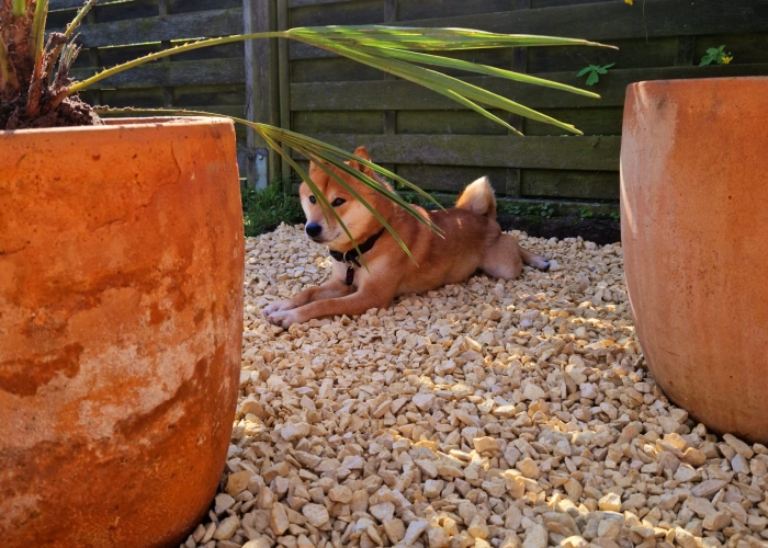 Shiba Inu-Hund, Kaito, Tierheim Burgdorf