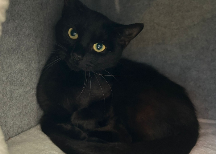 Katze, EKH, Prinzessin Perlina, Tierheim Burgdorf