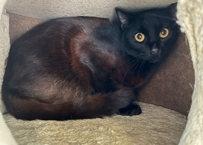 Katze, EKH, Freiherr von Franko, Tierheim Burgdorf