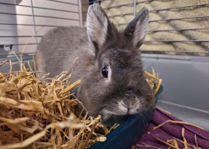 Kleintier, Löwenköpfchen, Criniera, Tierheim Burgdorf