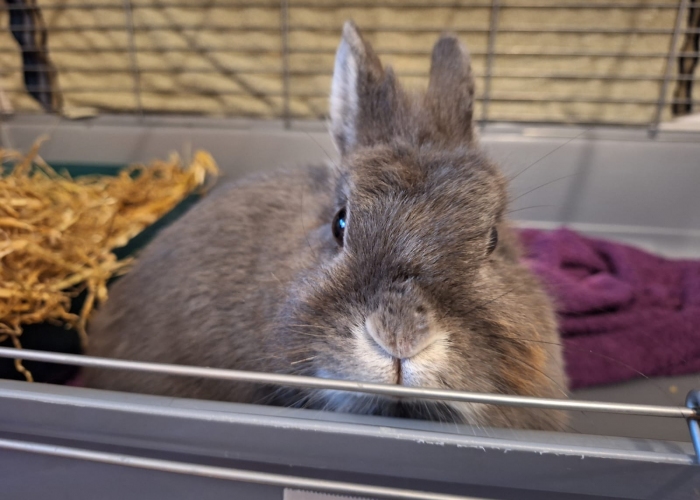 Löwenköpfchen-Kleintier, Criniera, Tierheim Burgdorf