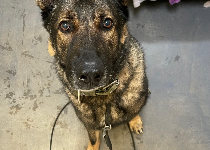 Deutscher Schäferhund (Arbeitslinie)-Hund, Ricola, Tierheim Burgdorf