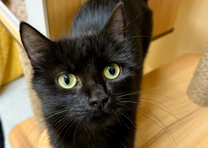 Katze, EKH, Damara, Tierheim Burgdorf