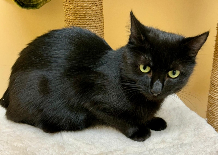 EKH-Katze, Damara, Tierheim Burgdorf