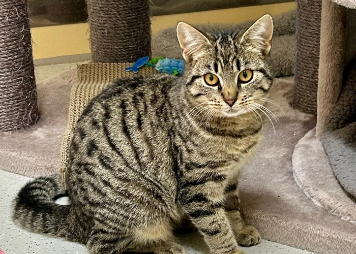 Katze, EKH, Maccaroni, Tierheim Burgdorf