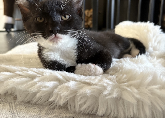 Katze, EKH, Power, Tierheim Burgdorf