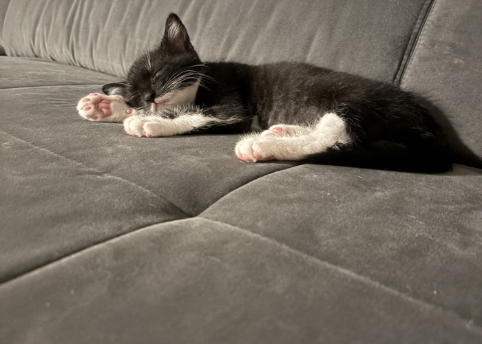 EKH-Katze, Power, Tierheim Burgdorf