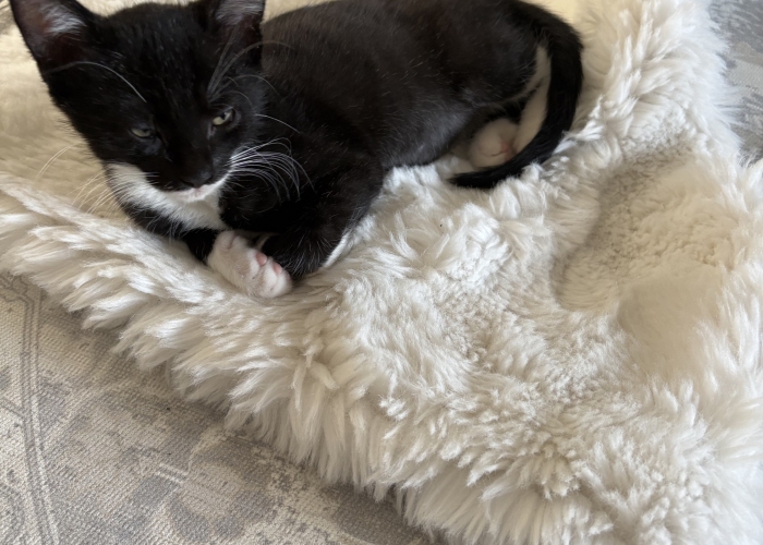 EKH-Katze, Power, Tierheim Burgdorf