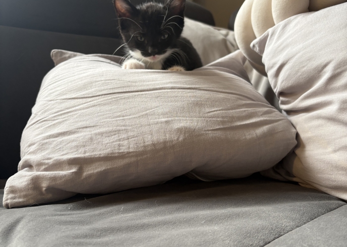 EKH-Katze, Power, Tierheim Burgdorf