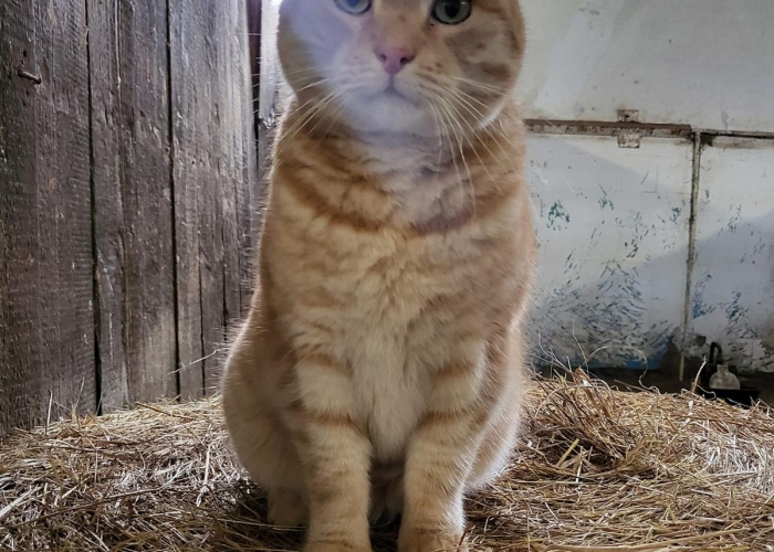 Katze, Europäische Hauskatze, Ratatouille, Tierheim Burgdorf