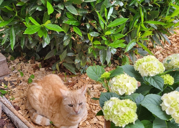 Europäische Hauskatze-Katze, Ratatouille, Tierheim Burgdorf